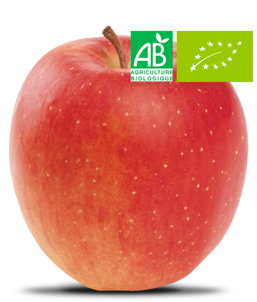 Pomme Mandy Bio - Alliance Perlim-Meylim