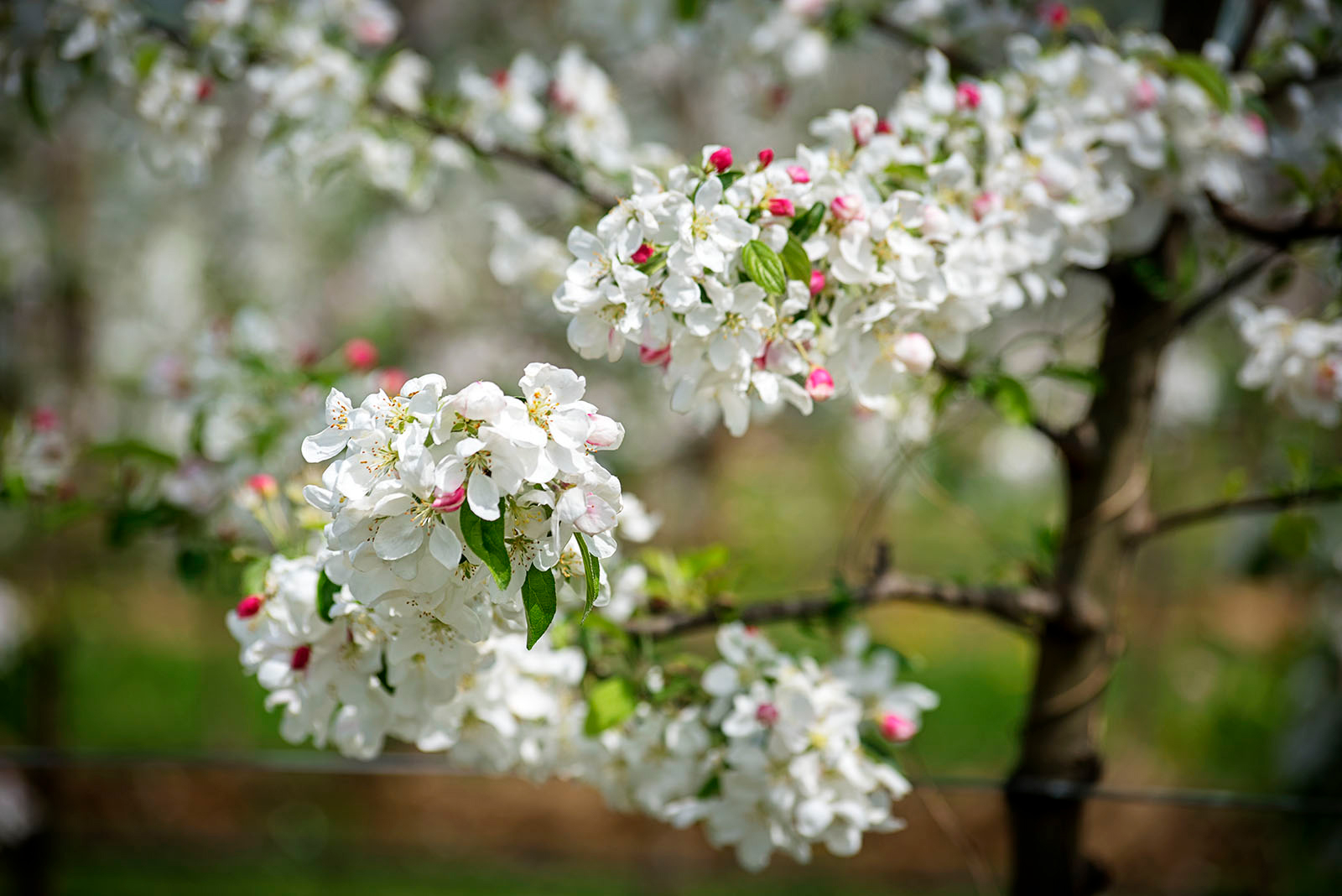 Manzana perlim